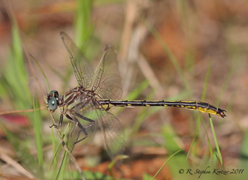 Phanogomphus hodgesi, male